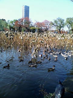 a0062133_176532.jpg