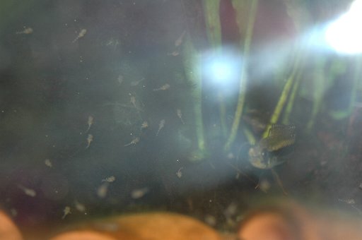 f0003540_2051312.jpg