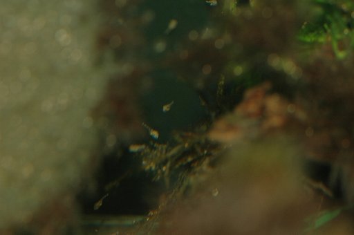 f0003540_2051868.jpg