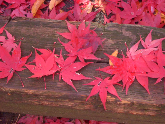 b0095760_2365786.jpg
