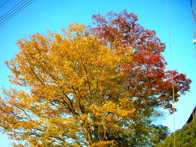 c0078480_21428100.jpg