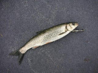 e0052088_16403575.jpg