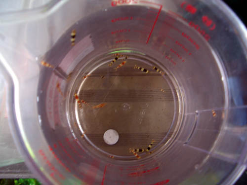 a0049090_2325748.jpg
