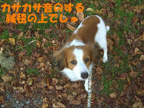 c0065512_21111931.jpg