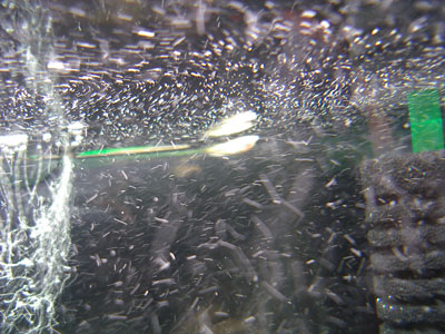 d0096356_1525193.jpg