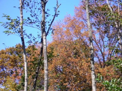 a0063364_11342222.jpg