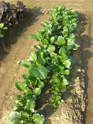 f0070493_22564640.jpg
