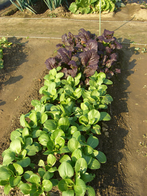 f0070493_22571456.jpg