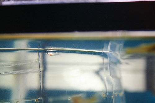 f0034007_1858019.jpg