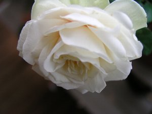 b0031925_142783.jpg