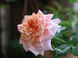b0031925_2452271.jpg