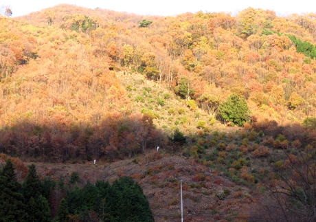 e0049740_181814.jpg