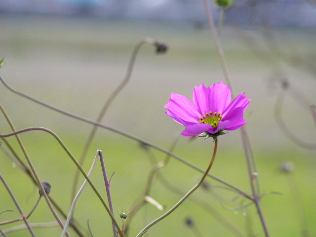 f0074659_15133092.jpg