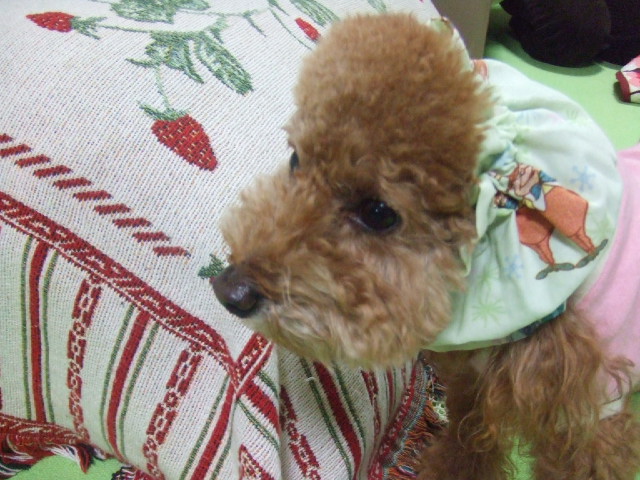 a0067882_20102251.jpg