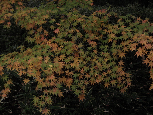 b0046210_145628100.jpg