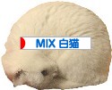 にほんブログ村 猫ブログ MIX白猫へ