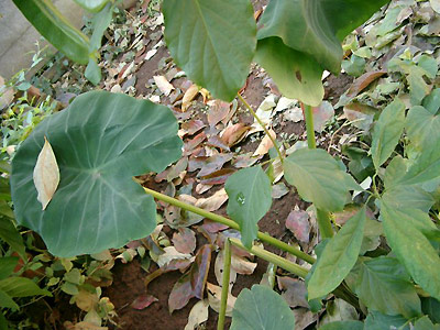 e0010353_22434731.jpg