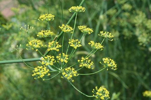 گیاهان دارویی - گیاه باریجه Ferala gummosa 