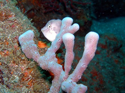 a0079659_11312456.jpg
