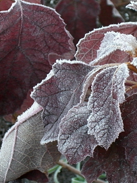e0017562_10563429.jpg