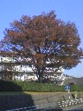a0000273_10445777.jpg