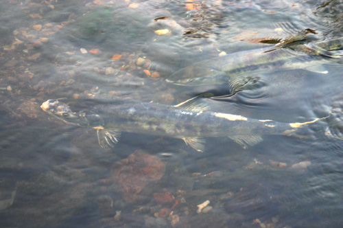 b0089483_21394652.jpg
