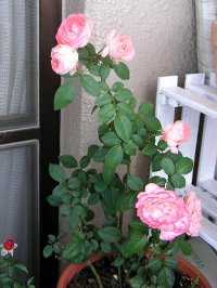 b0031925_10372458.jpg