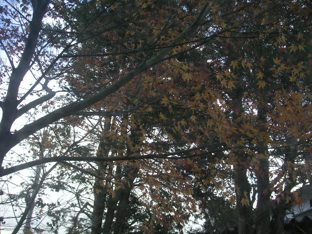 a0020929_9315319.jpg