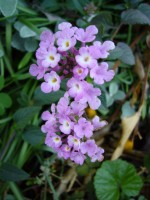 e0080345_1817967.jpg