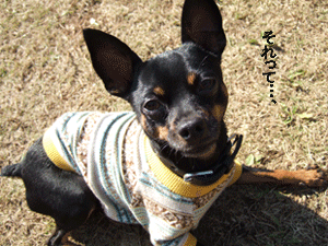 c0012571_11535020.gif