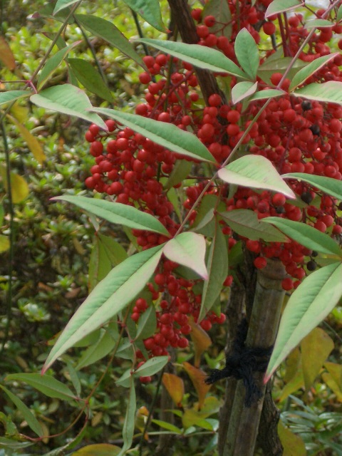 f0089079_134854.jpg
