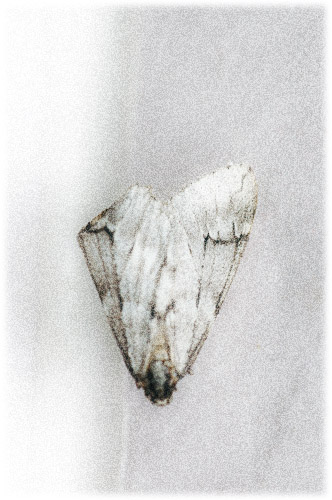 e0065734_5194592.jpg