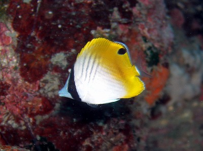 a0079659_83499.jpg