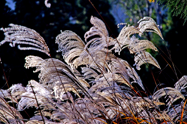 e0002371_10393460.jpg