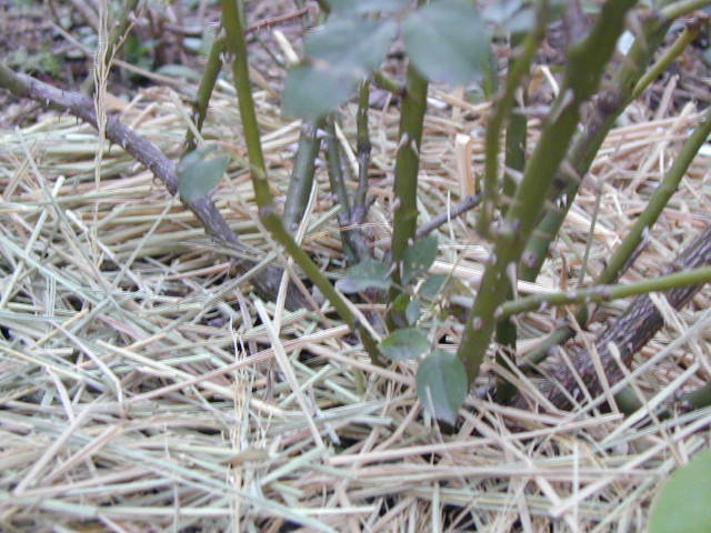 d0016179_2137210.jpg
