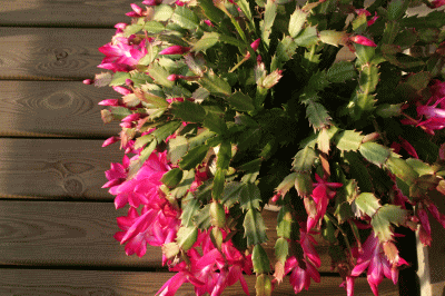 d0100192_20355441.gif