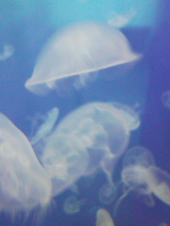 e0105596_21515250.jpg