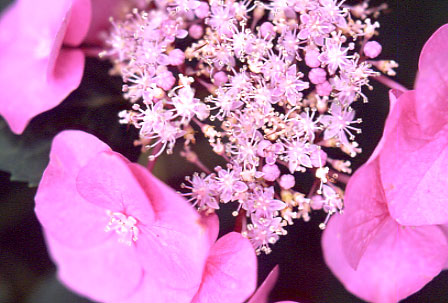 a0018719_2314674.jpg