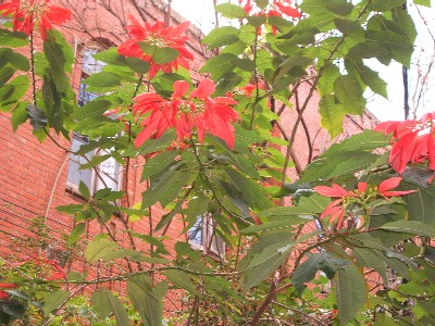 e0047322_2163835.jpg