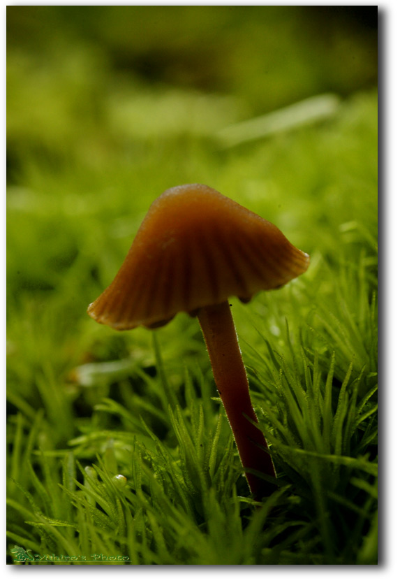 d0004832_9253226.jpg