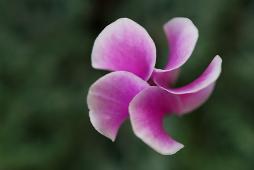 a0003746_17321178.jpg