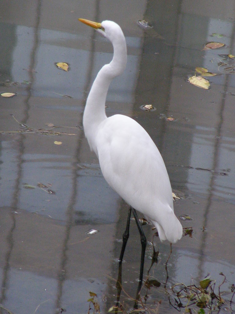 e0064158_1101136.jpg
