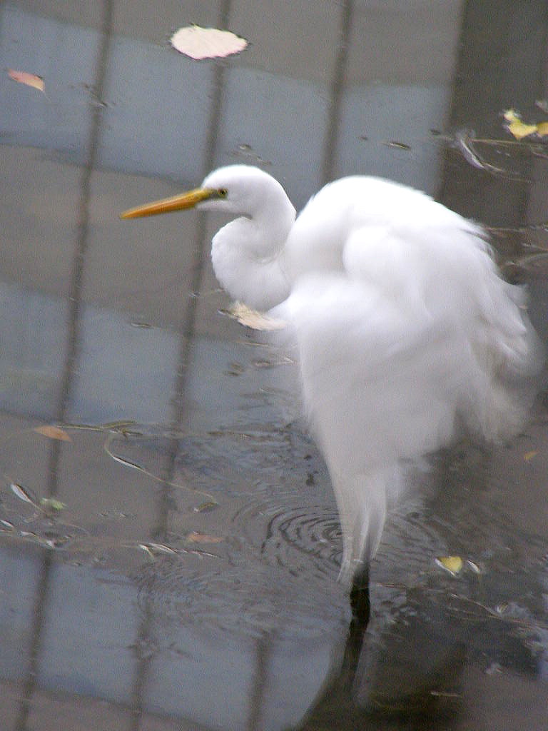 e0064158_110414.jpg