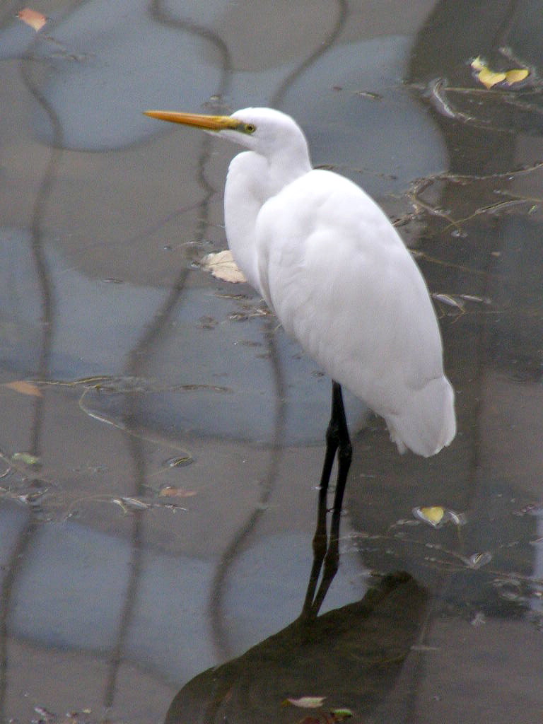 e0064158_17914.jpg