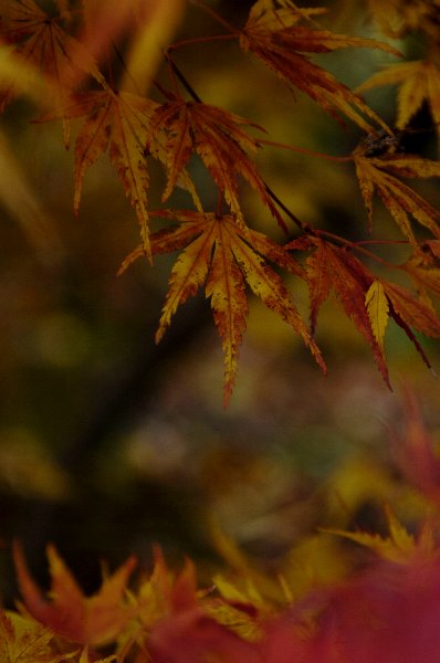 小さいもみじの木だったので、腰高ぐらいの位置の葉っぱに、枝の上から伸びる葉っぱが、降り注ぐ様なイメージで撮りました。今度は暖かい感じの黄色がメインの紅葉です。