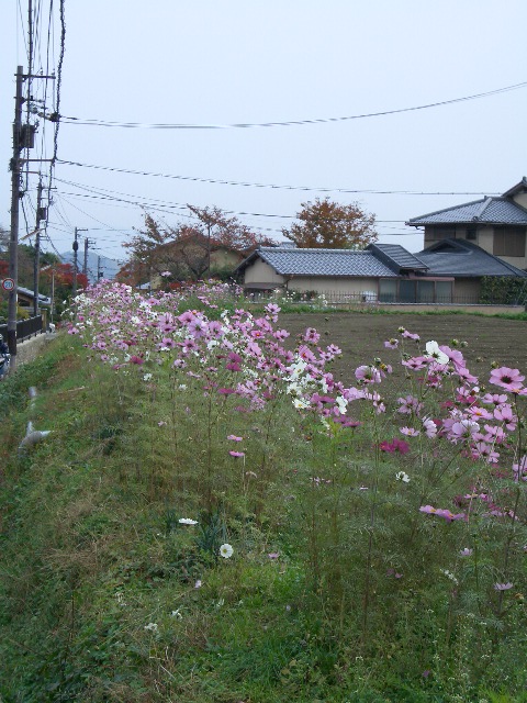 f0089079_6155352.jpg