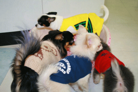 e0032508_20221563.gif