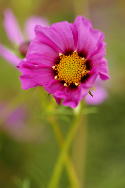 a0003746_17251380.jpg