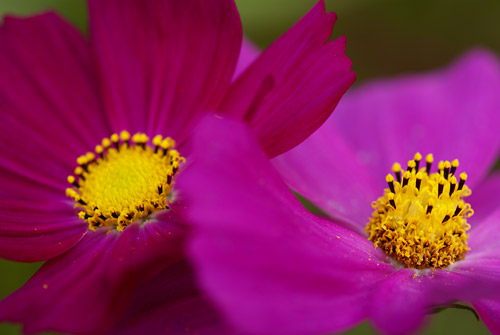 a0003746_1751090.jpg
