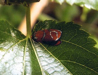 d0019074_820265.jpg